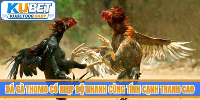 Đá gà Thomo có nhịp độ nhanh cùng tính cạnh tranh cao